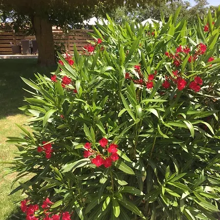 Szálloda Domaine De La Vigne